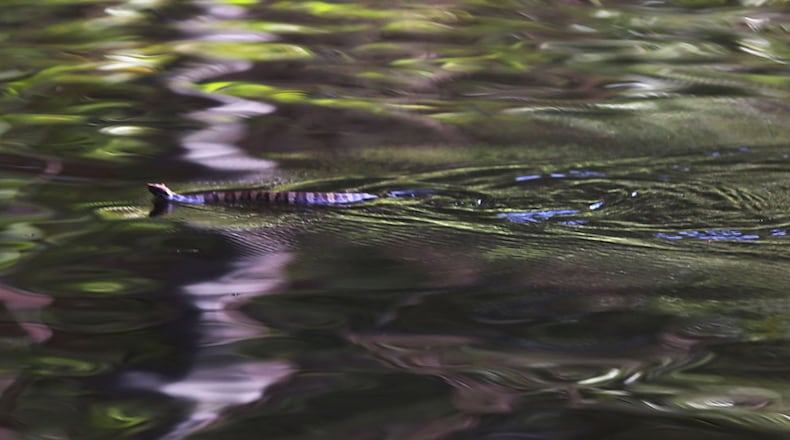 A snake floats along flood water.  (Photo: Joe Raedle/Getty Images)