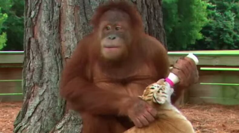 Photo credit: YouTube