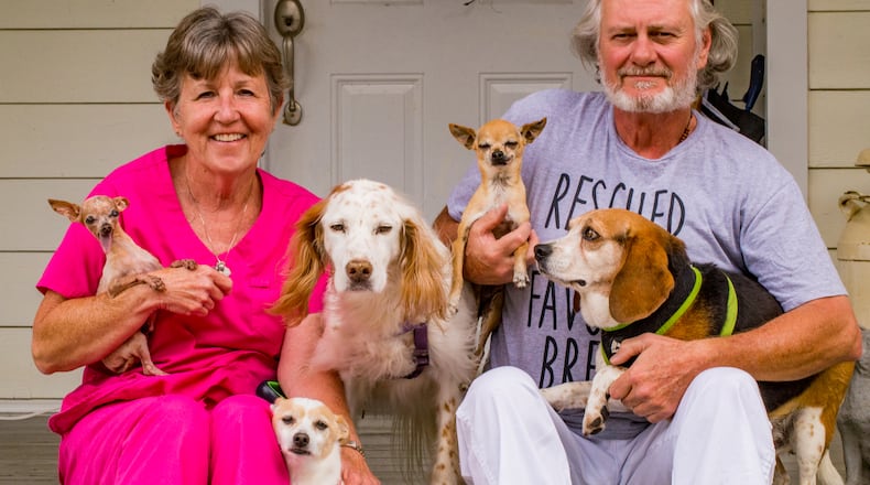 Vickie and Tim Gulley of Duluth care for their adopted, elderly rescue dogs Wednesday, June 2, 2021.  The couple limit themselves to five dogs at a time. The group now includes Nola, held by Vickie, a Chihuahua without a jaw and very little fur found in the Gulleys' neighborhood and living well past life expectancy; Topper, the English setter, found abandoned at a gas station; Herman, a protective Jack Russell, Chihuahua mix, bottom; Big Jake, who has an artificial leg joint, thanks to UGA's veterinarian program; and Roscoe, the wandering beagle. Jenni Girtman for The AJC