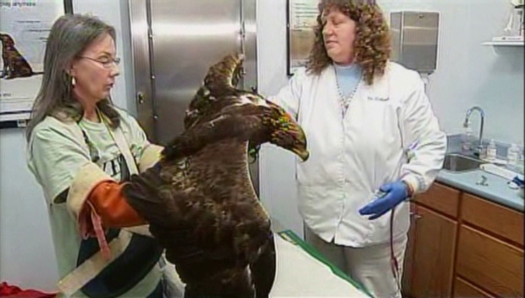 Rescued Golden Eagle