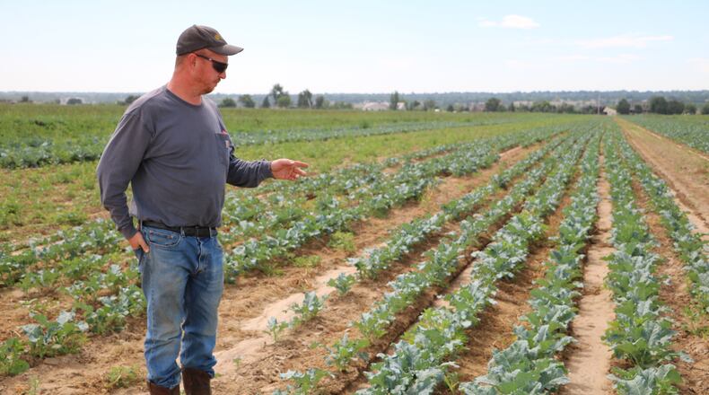 Rae Solomon
/
KUNC
Derrick Hoffman surveys the broccoli plants at his farm in Greeley, Colorado on August 18, 2023. When the broccoli is harvested, it will be sold to local school districts and served in school cafeterias around Northern Colorado.