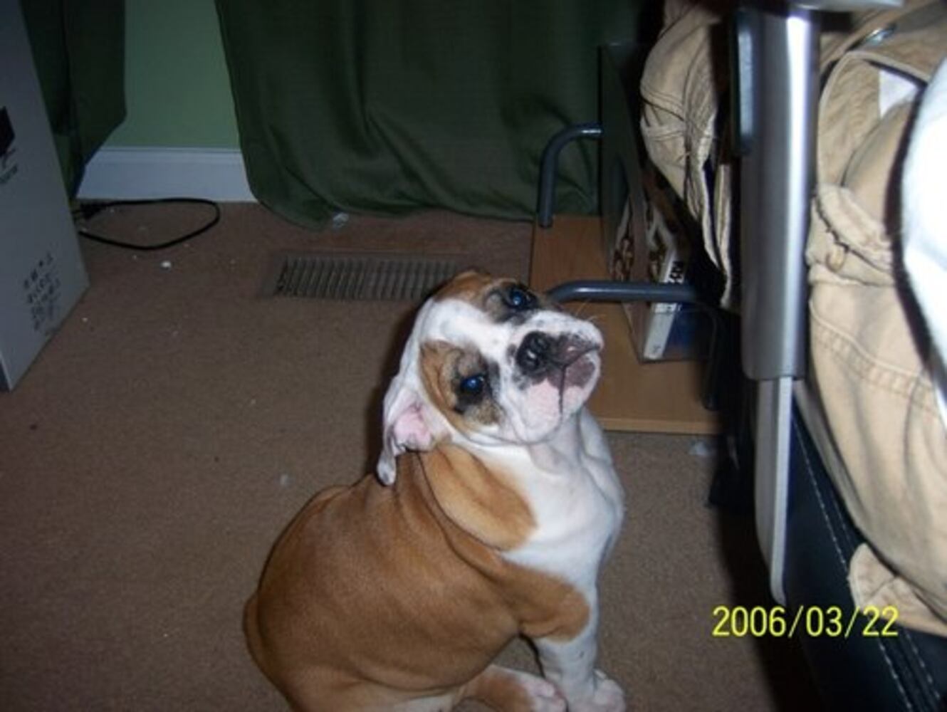 T.G.I.F. Atlanta's Smiling Pets 61