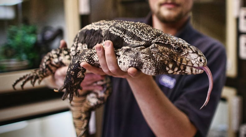 A handler displays an Argentine black and white tegu, a species of lizard that Georgia regulators recently added to its list of restricted wild animals. (Photo by Carl Court/Getty Images)