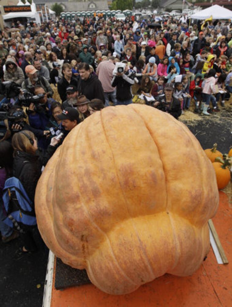 Half Moon Bay's giant pumpkin contest