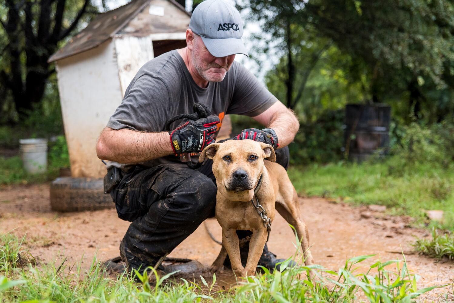 23 dogs seized from suspected Huntersville dog fighting incident