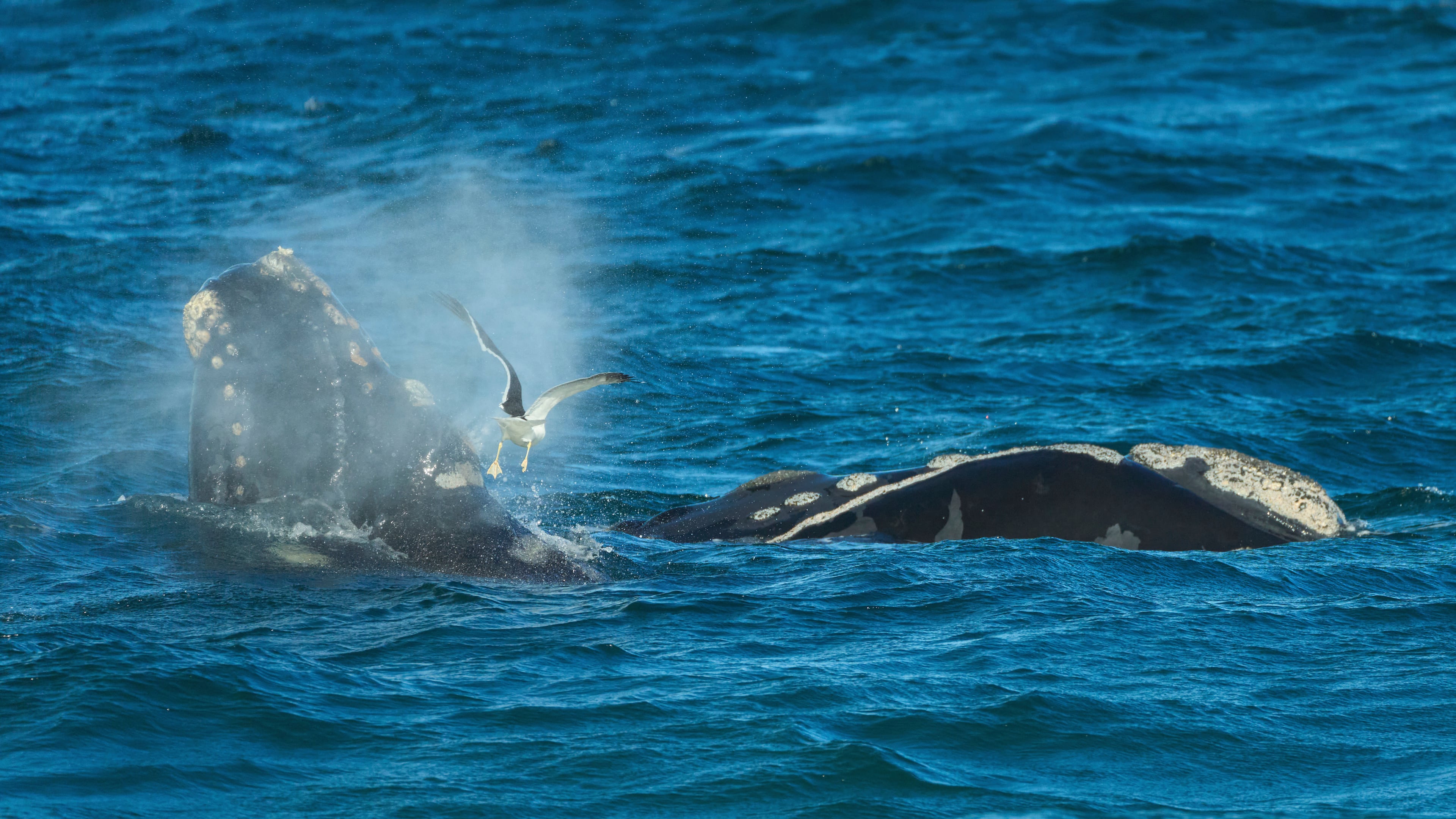 A seagull flies by a Southern Right Whale calf in the El Doradillo protected area, near Puerto Madryn, Argentina, Saturday, Oct. 4, 2025. (AP Photo/Victor R. Caivano)