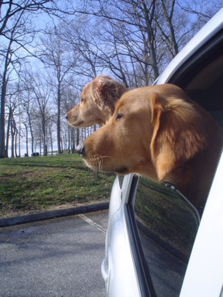 Atlanta's Top Dogs: Best Photos