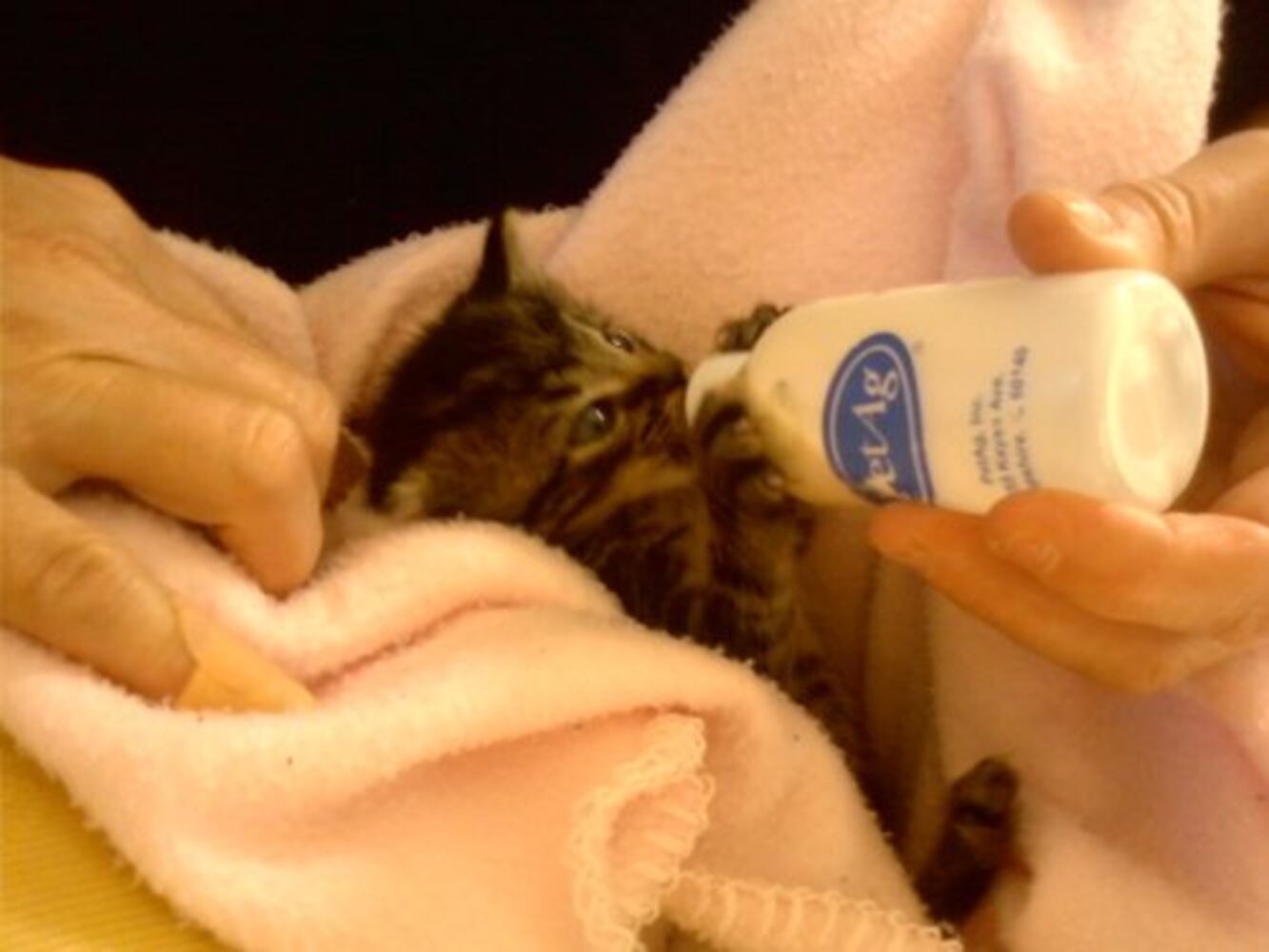 Atlanta's Cutest Kittens