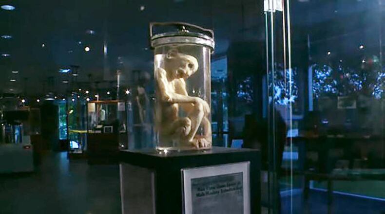 The Monkey from Mars lives at The Georgia Bureau of Investigation Crime Lab Museum. The creature became famous in 1953 when three men claimed they found him on a fallen spaceship near Austell. (File Photo)