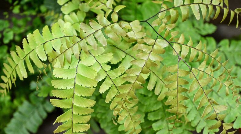 The Avondale Estates Garden Club is hosting a plant sale on Saturday, April 17. AJC file photo