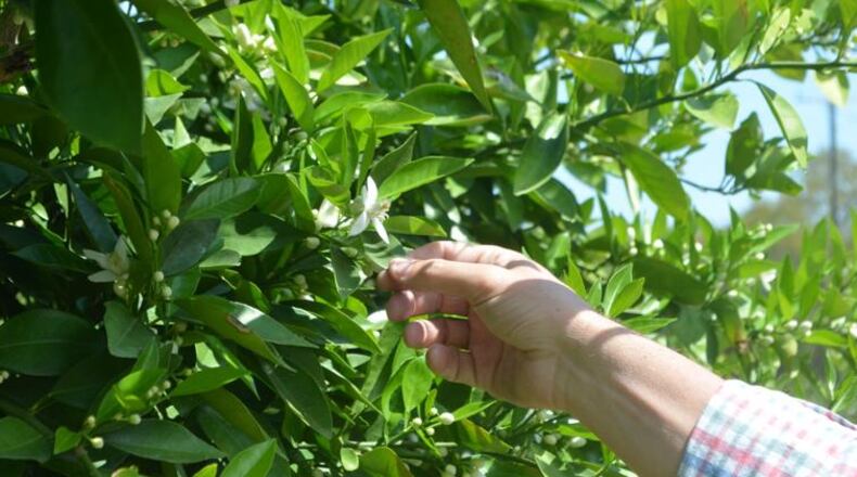 Lee County farmer Justin Jones' navel orange trees showed their first blossoms on the first day of spring. (Photo Courtesy of Lucille Lannigan)