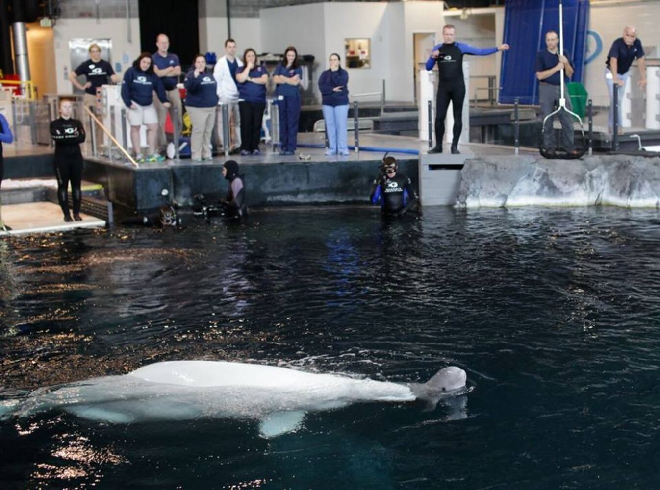 Baby Beluga whale at Georgia Aquarium