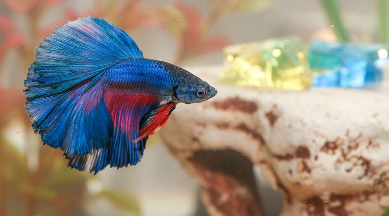 betta fish Aquarian fish swims in aquarium water