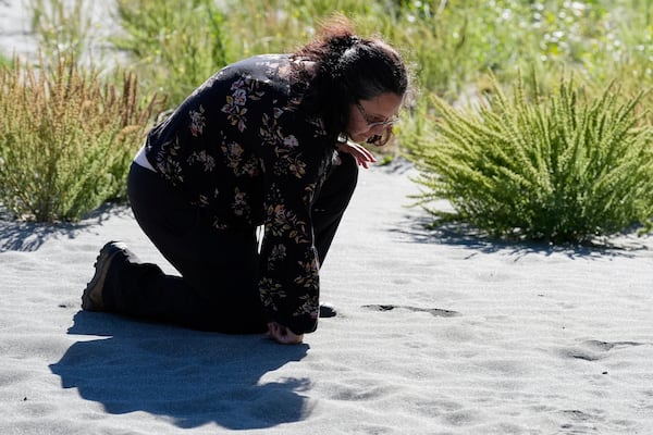 Tiana Williams-Claussen, director of the Yurok Tribe Wildlife Department, looks at footprints she believed to be of a black bear while walking on land that will be returned to the tribe Thursday, Sept. 19, 2024, in Humboldt County, Calif. (AP Photo/Godofredo A. Vásquez)