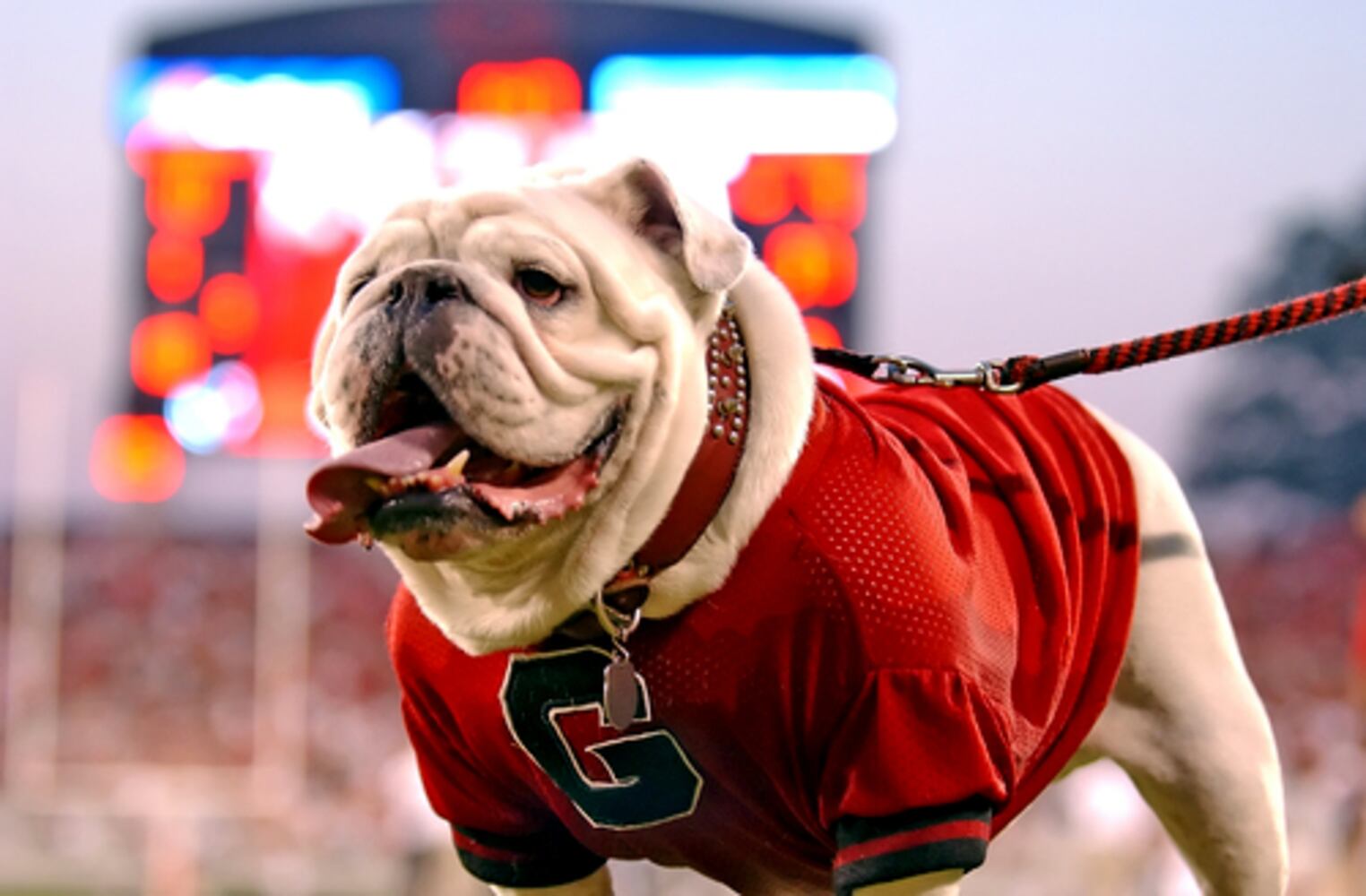 Atlanta's Top Dogs