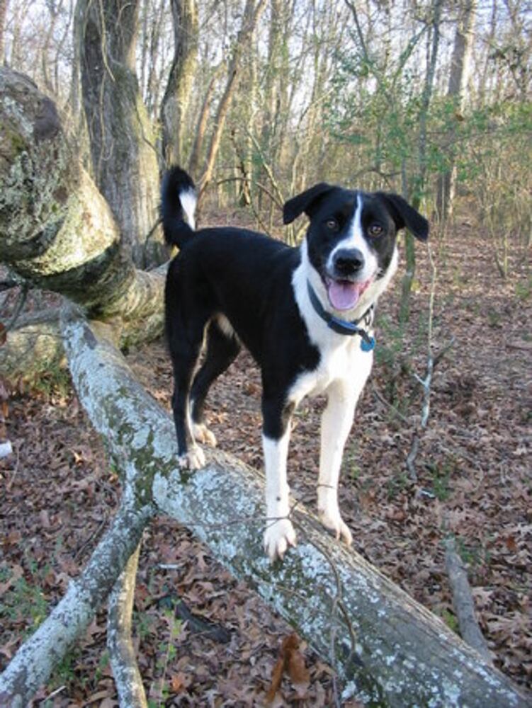 Happy St. PETrick's Day from ajcpets.com!