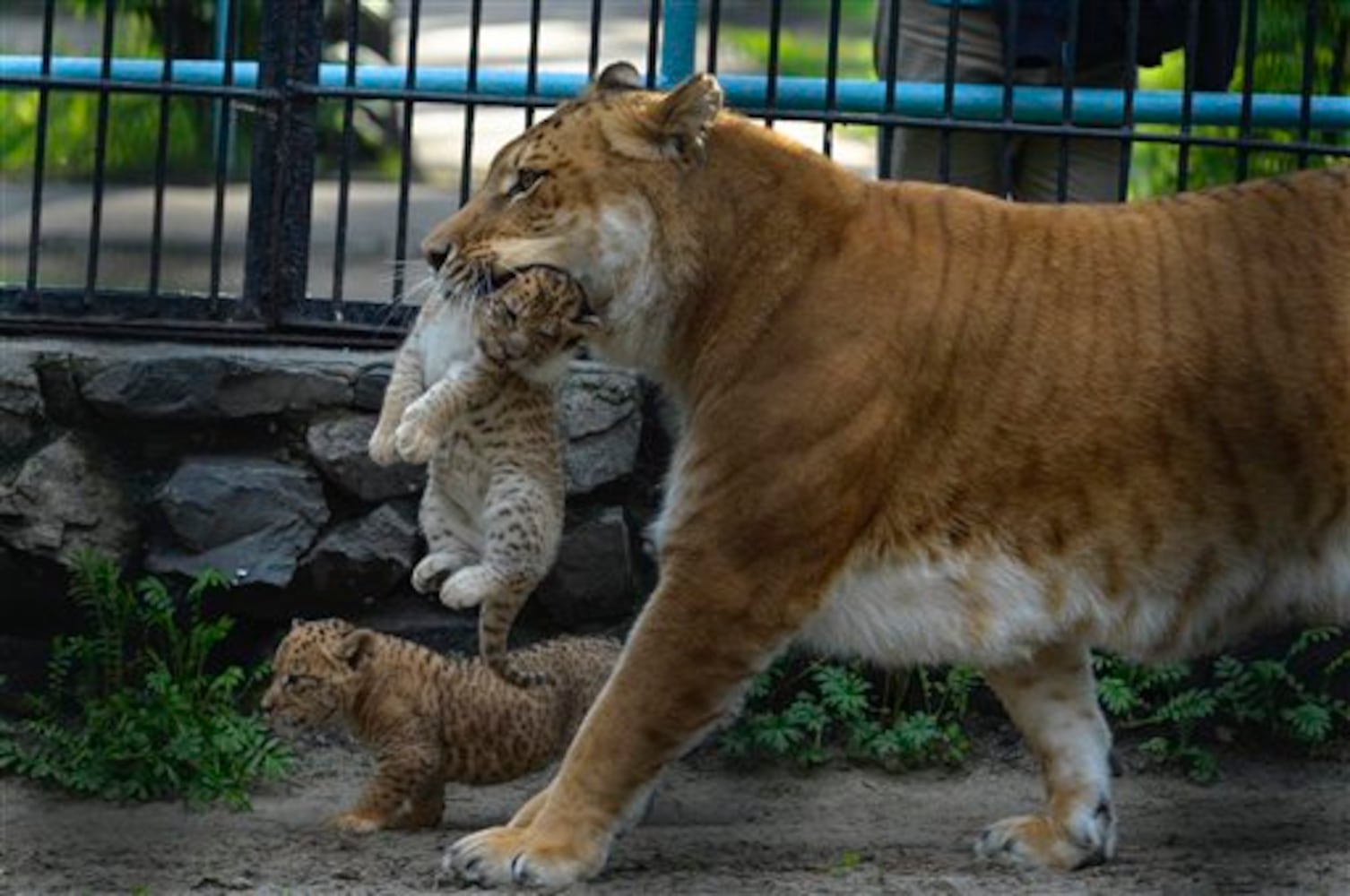 Liger and liliger cub