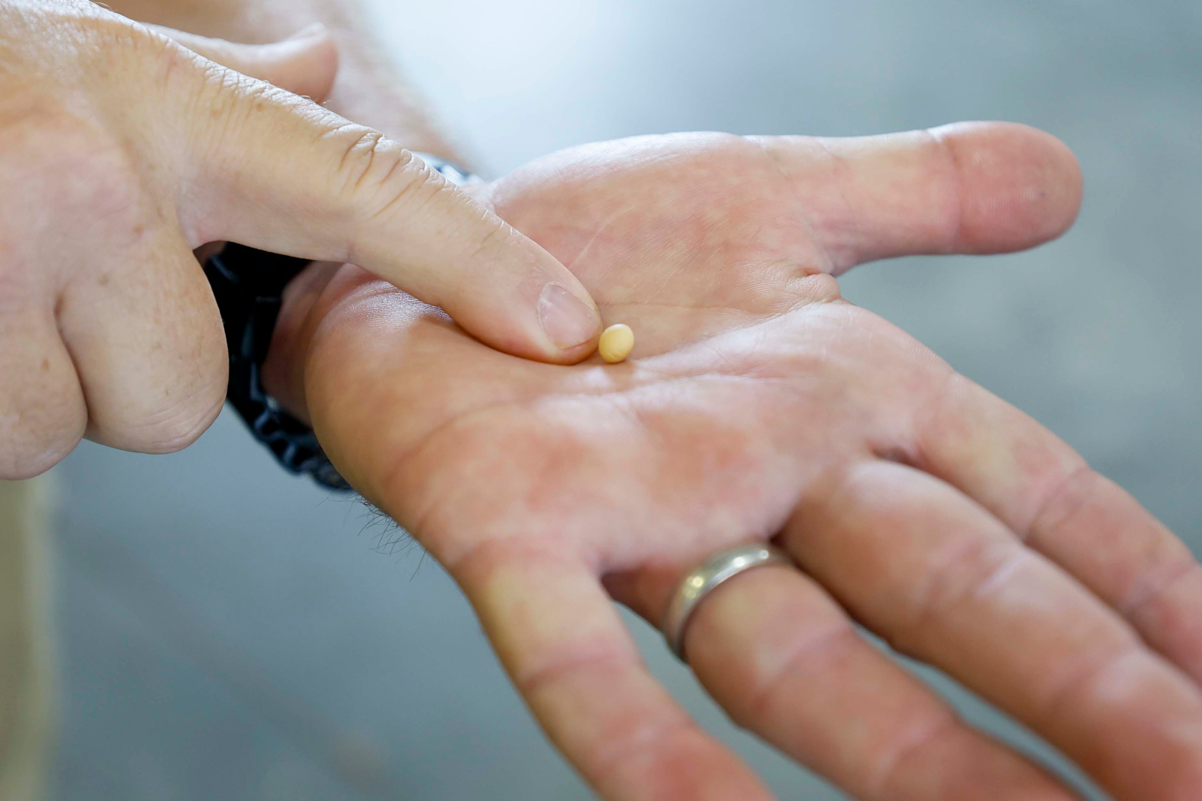 Eric Elsner, superintendent at the J. Phil Campbell Sr. Research and Education Center, displays a soy bean seed as he discusses how technology is transforming farming. (Miguel Martinez/ AJC)