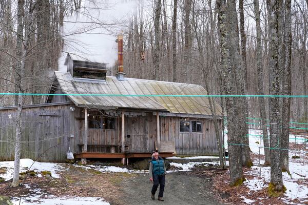 Maple syrup producer Jim Judd looks for buds on maple trees, a sign that the sugaring season is coming to an end, at Judd's Wayeeses Farms in Morgan, Vt., on Friday, April 11, 2025. (AP Photo/Robert F. Bukaty)