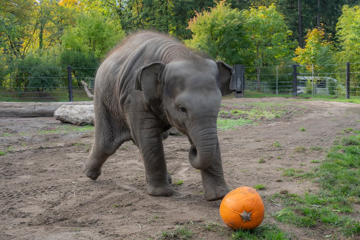 This photo provided by the Oregon Zoo shows Asian elephant calf Tula-Tu plays with a pumpkin at the Oregon Zoo in Portland, Ore., Thursday, Oct. 16, 2025. (Kathy Street/Oregon Zoo via AP)
