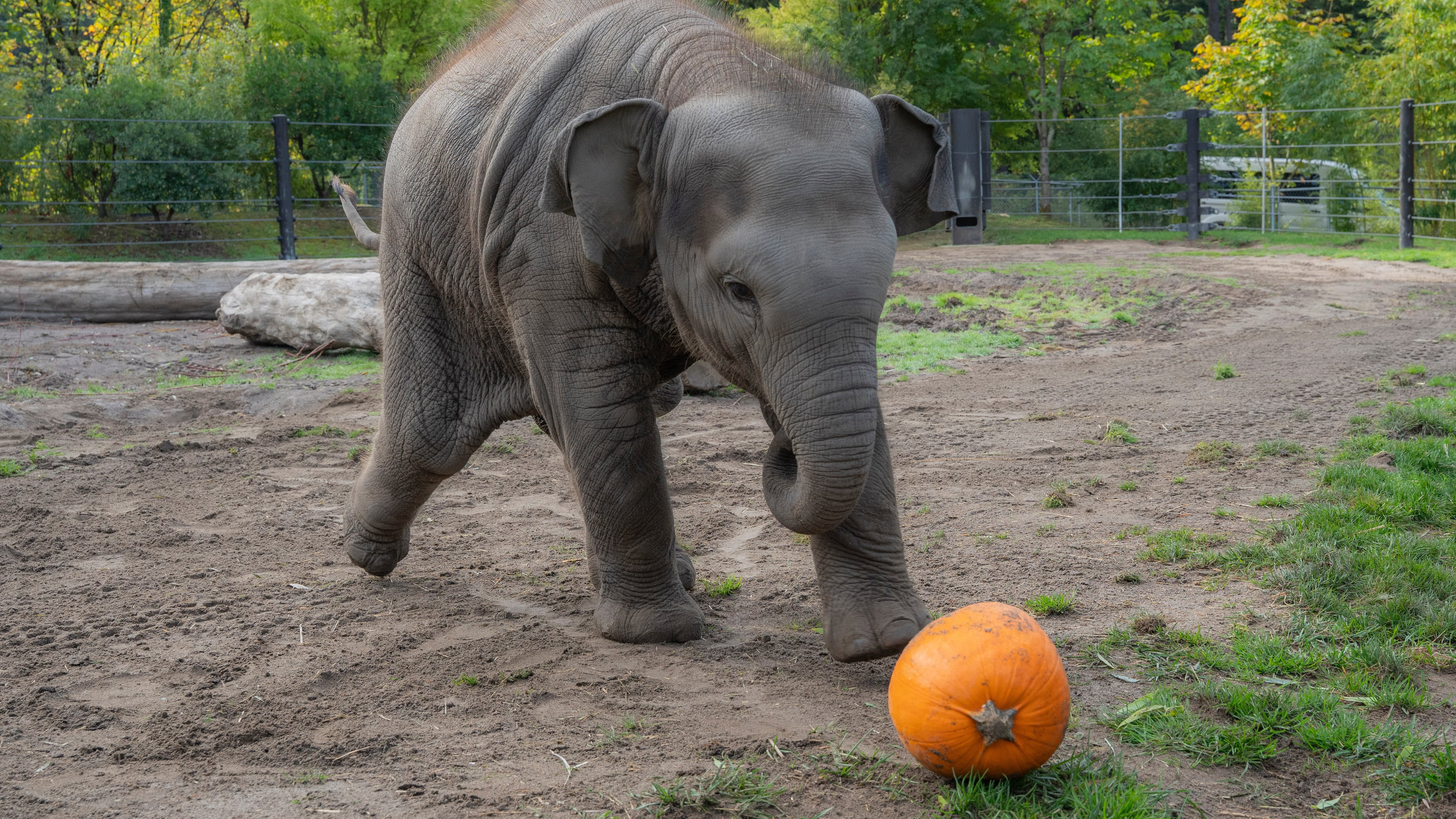 This photo provided by the Oregon Zoo shows Asian elephant calf Tula-Tu plays with a pumpkin at the Oregon Zoo in Portland, Ore., Thursday, Oct. 16, 2025. (Kathy Street/Oregon Zoo via AP)