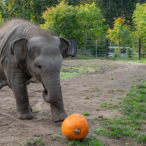 This photo provided by the Oregon Zoo shows Asian elephant calf Tula-Tu plays with a pumpkin at the Oregon Zoo in Portland, Ore., Thursday, Oct. 16, 2025. (Kathy Street/Oregon Zoo via AP)