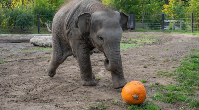 This photo provided by the Oregon Zoo shows Asian elephant calf Tula-Tu plays with a pumpkin at the Oregon Zoo in Portland, Ore., Thursday, Oct. 16, 2025. (Kathy Street/Oregon Zoo via AP)