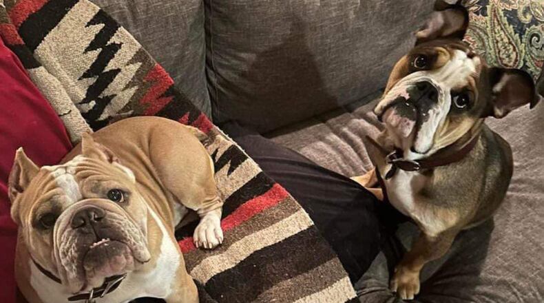 Bulldogs Scotch and Stogie were taken from a dogwalker in downtown Atlanta on Sunday evening, police said.