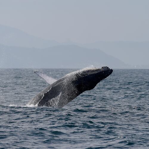 A humpback whale breaches off the coast of Rio de Janeiro, Brazil, Tuesday, June 30, 2026. (AP Photo/Dhavid Normando)