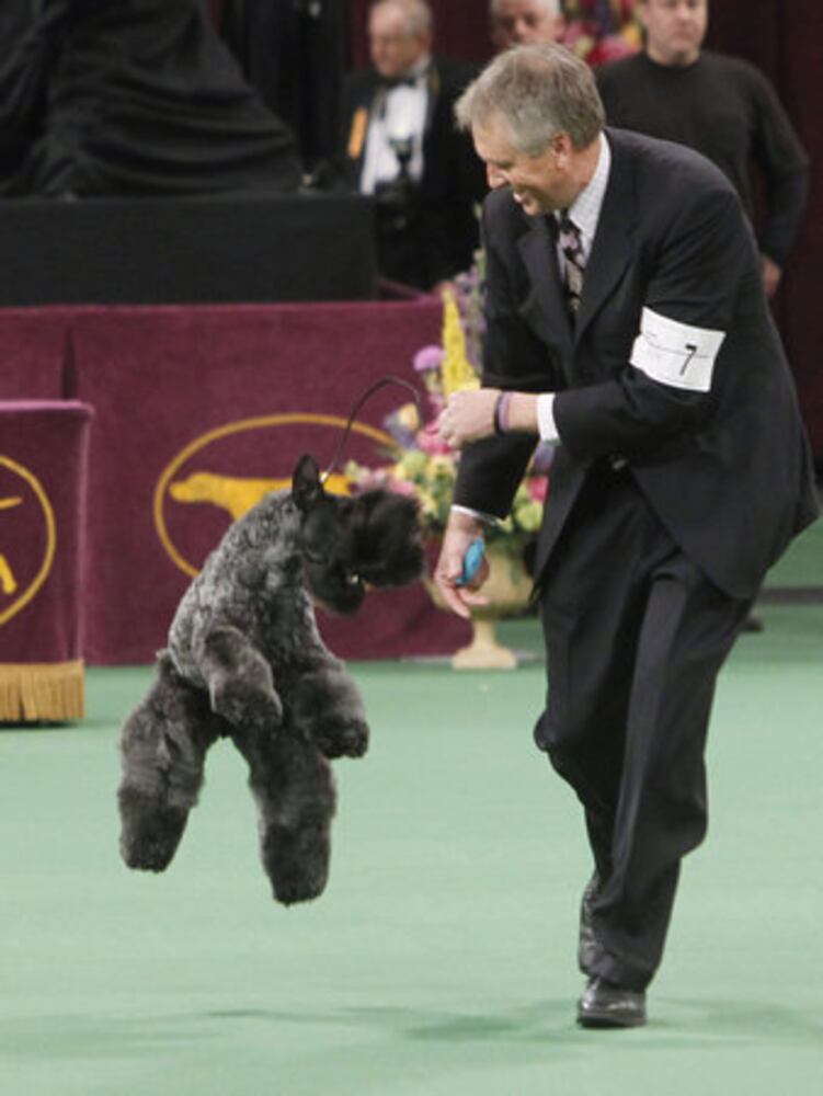 136th Annual Westminster Kennel club dog show