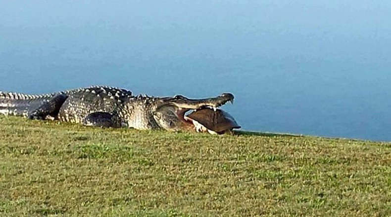 Goliath shows how hungry he is. (Courtesy Myakka Pines Golf Club)