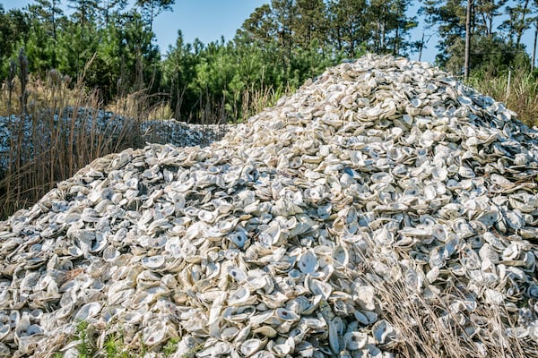 These recycled shells will be used to reseed oyster reefs. (Justin Taylor for the AJC)