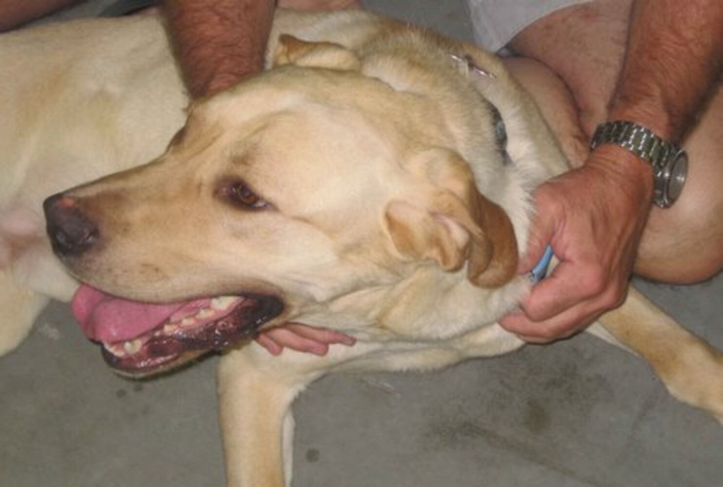 Atlanta's Top Dogs: Labrador Retrievers
