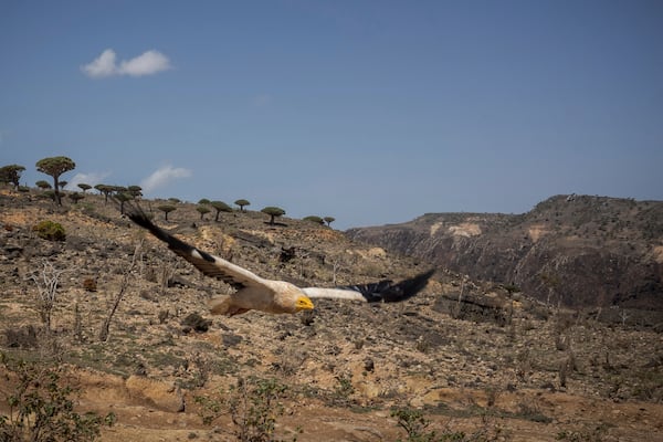 An Egyptian vulture soars above Socotra's Firmihin plateau on Sept. 18, 2024, on the Yemeni island of Socotra. (AP Photo/Annika Hammerschlag)