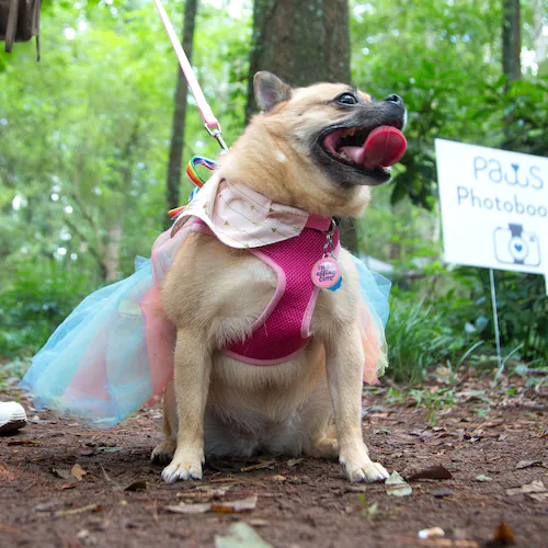 Anyone who has loved a dog or cat knows that animals have an incredible way of making a house feel like home, guest columnist Rachael Ray writes. (Steve Schaefer for the AJC 2021)