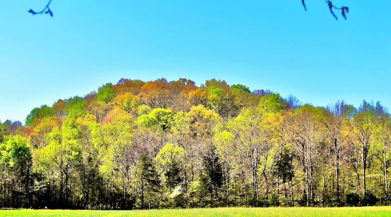 A forest in North Georgia's Dade County is leafing out in early spring. Georgia encompasses some 24 million acres of forestland — nearly two-thirds of the state. (Charles Seabrook for The Atlanta Journal-Constitution)