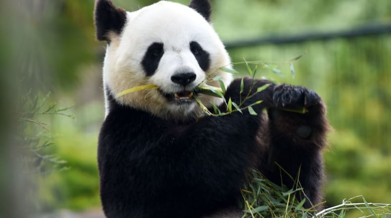 A female panda feeds upon bamboo inside her enclosure at the Zooparc de Beauval in Saint-Aignan, central France, on April 14, 2017. (GUILLAUME SOUVANT/AFP/Getty Images)