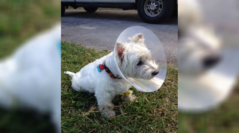 A Florida man's 11-year-old West Highland White Terrier, Capone, was attacked by a gator and found after being missing for hours.