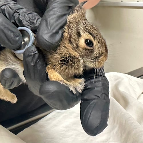 Wildlife Rehabilitation Center of Minnesota medical director Dr. Agnes Hutchinson examines a baby rabbit that was brought into the center in Roseville, Minn., Thursday, April 30, 2026. (AP Photo/Mark Vancleave)