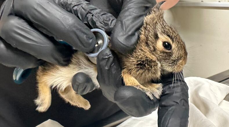 Wildlife Rehabilitation Center of Minnesota medical director Dr. Agnes Hutchinson examines a baby rabbit that was brought into the center in Roseville, Minn., Thursday, April 30, 2026. (AP Photo/Mark Vancleave)