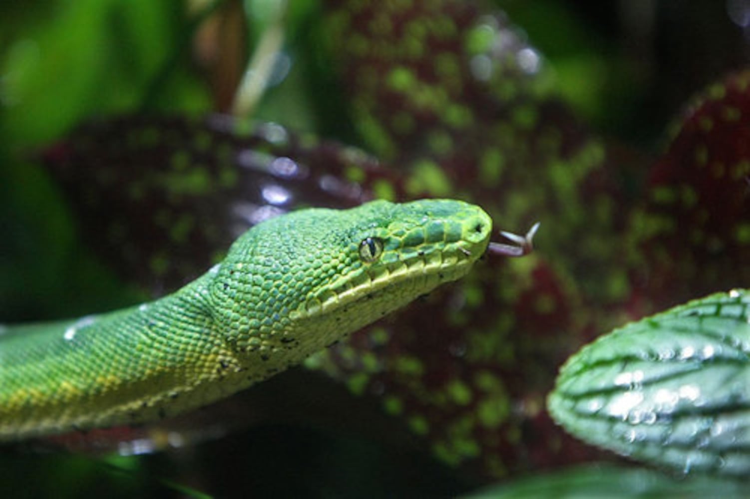 New Georgia Aquarium exhibit features a snake