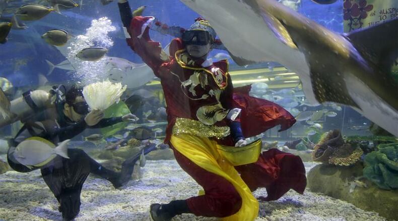 A diver dressed as "Prosperity God" feeds a stingray and other collection of fish as they celebrate the Chinese New Year Tuesday, Feb. 17, 2015 at the Manila Ocean Park, the country's largest oceanarium, in Manila, Philippines. This year marks the Year of the Sheep in the Chinese Lunar calendar. (AP Photo/Bullit Marquez) This stingray has not violated anyone's Constitutional right to privacy, probably. (AP Photo/Bullit Marquez)