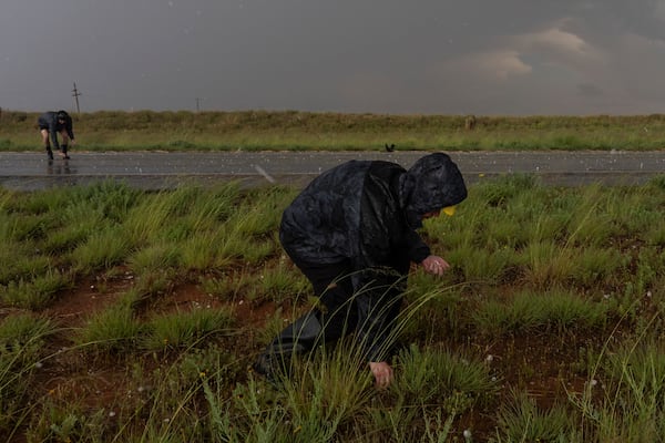 Northern Illinois University's Husky Hail Hunter members Joey Toniolo, right, and Tony Illenden, back left, pick up hail while in a hailstorm during a Project ICECHIP operation Friday, June 6, 2025, near Morton, Texas. (AP Photo/Carolyn Kaster)