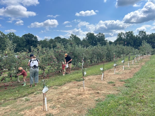 At Hillcrest Orchards, the entire family can pick their favorite variety of apples right off the trees. (Courtesy of Karon Warren)