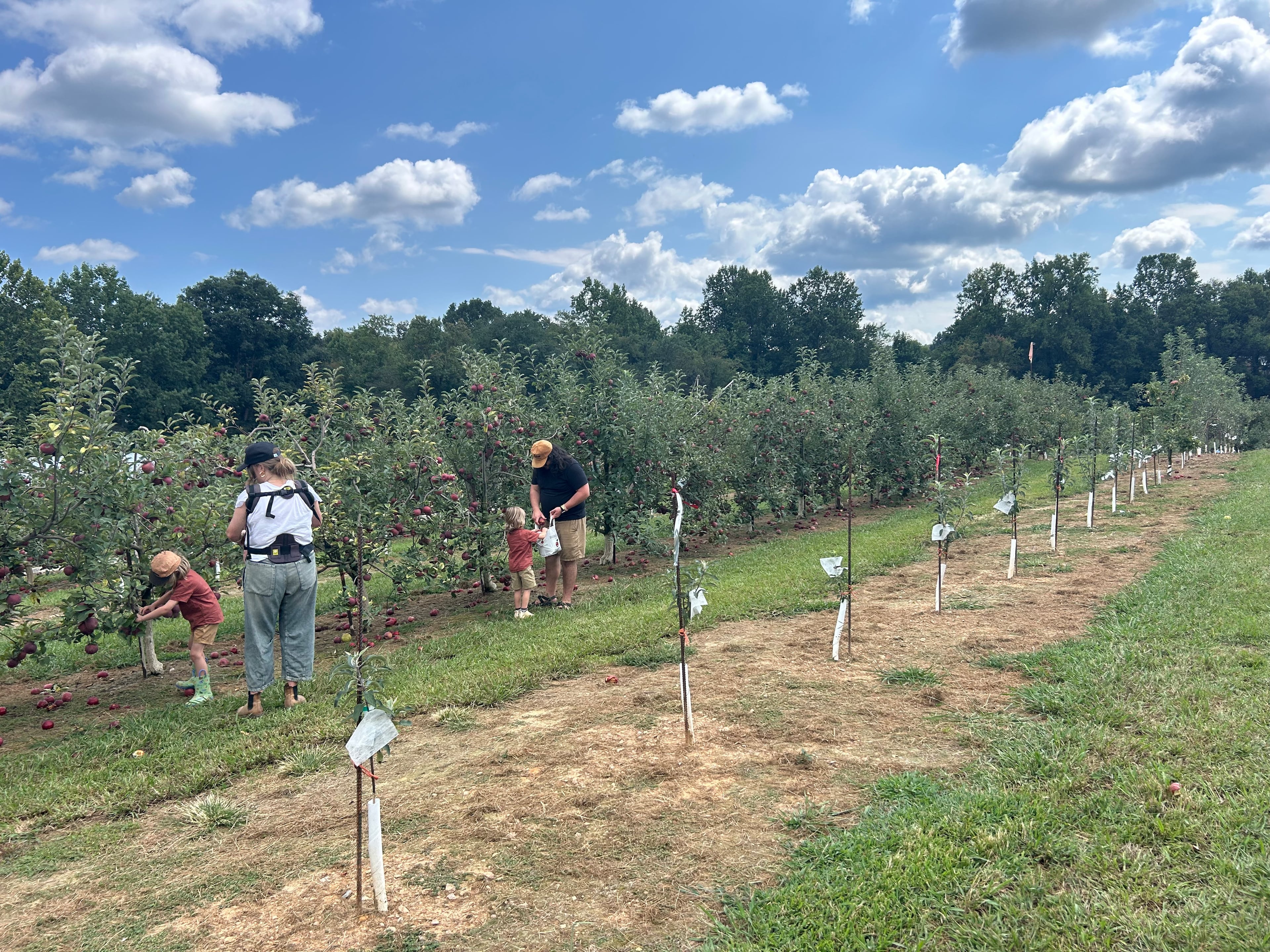 At Hillcrest Orchards, the entire family can pick their favorite variety of apples right off the trees.