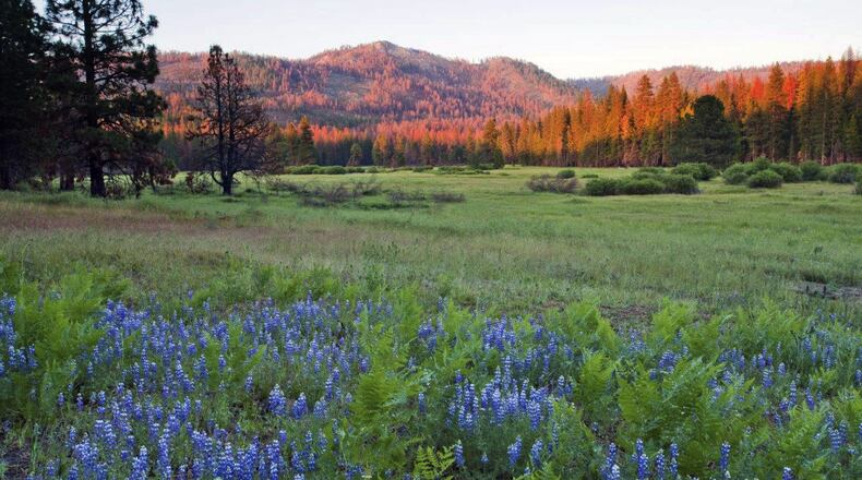 This undated photo provided by The Trust for Public Land shows Ackerson Meadow in Yosemite National Park, Calif. Visitors to the park now have more room to explore nature with the announcement on Wed. Sept. 7, 2016 that the park’s western boundary has expanded to include Ackerson Meadow, 400 acres of tree-covered Sierra Nevada foothills, grassland and a creek that flows into the Tuolumne River. This is the park’s biggest expansion in nearly 70 years, and will serve as wildlife habitat. (Robb Hirsch/The Trust for Public Land via AP)