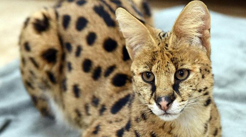 This Nov. 7, 2017 photo shows an African Serval cat rescued from the streets of Reading, Pa., by the Animal Rescue League of Berks County.    Police captured the big African cat, resembling a cheetah, running loose through the streets.  The cat was transported to a big cat rescue facility that can give it the special diet and extensive exercise it needs.  
( Tim Leedy/Reading Eagle via AP)