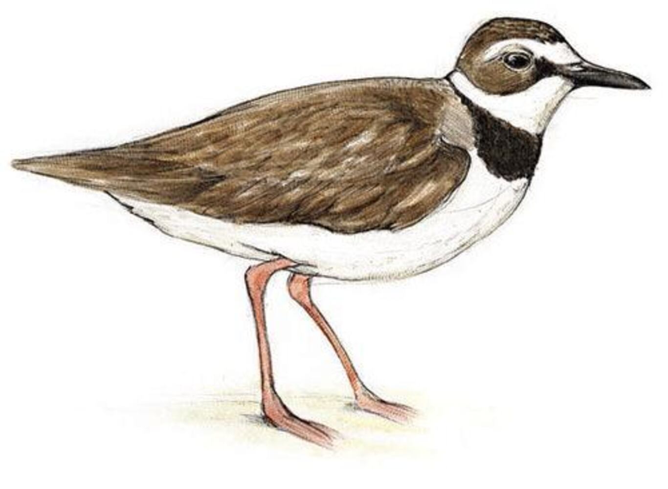 Birds' fortunes not flying high in Georgia