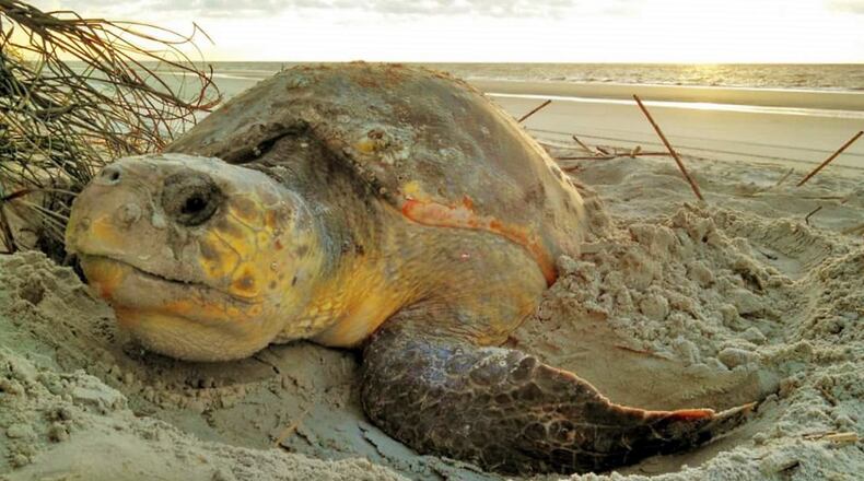 A loggerhead sea turtle, after crawling from the Atlantic Ocean onto a Jekyll Island beach, is digging a hole in the soft sand in which she will lay her eggs. Loggerheads, which are a threatened species, had a record nesting season last year on Georgia’s barrier island beaches. This year’s nesting season began in early May. PHOTO CREDIT: Breanna Ondich/Jekyll Island Authority