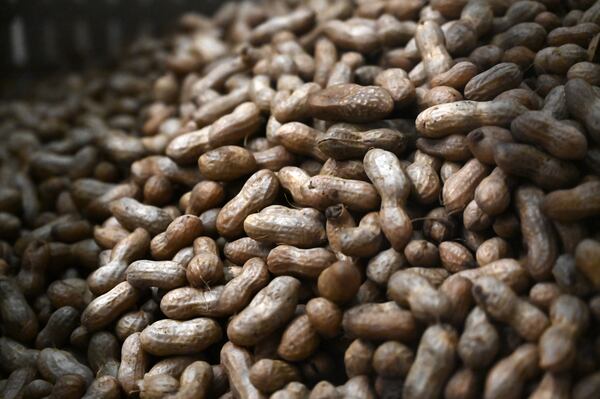 Peanuts are fresh from the boilers at the Hardy Farms headquarters in Middle Georgia. (Hyosub Shin/AJC)